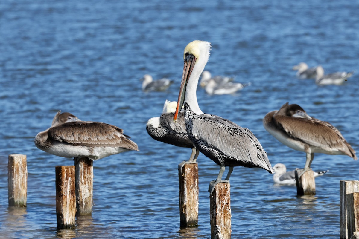 Brown Pelican - ML609878912