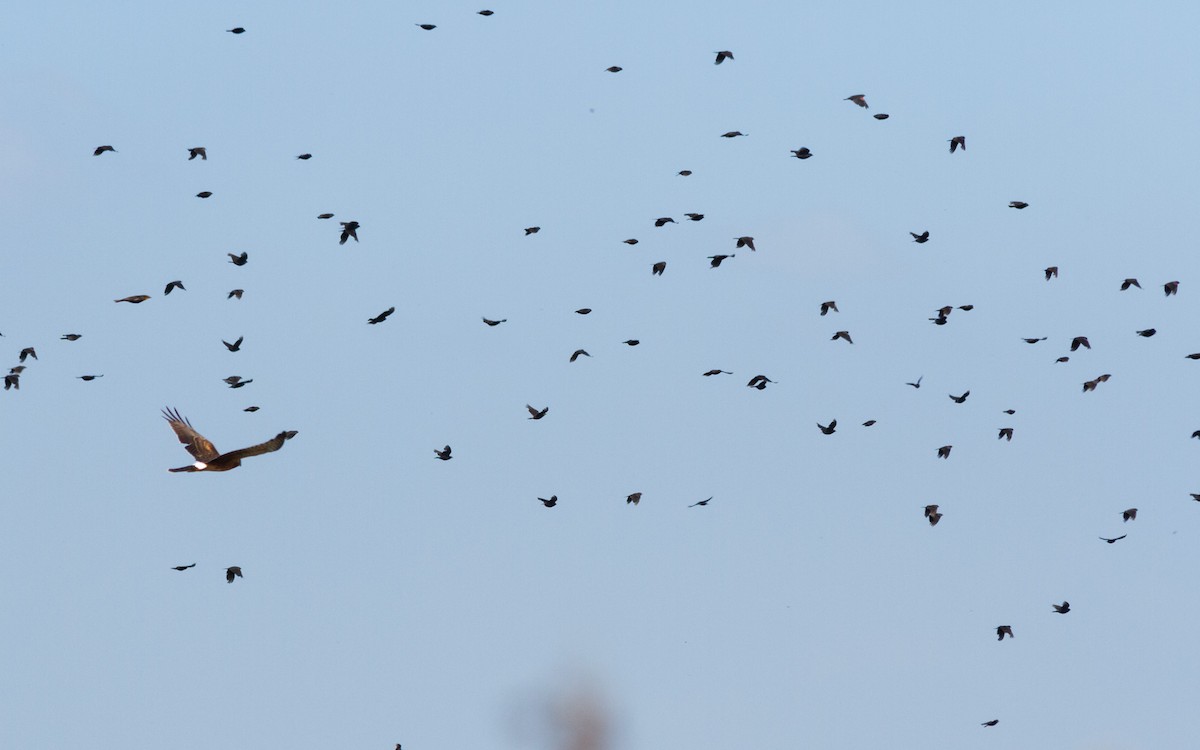 Northern Harrier - ML609878925