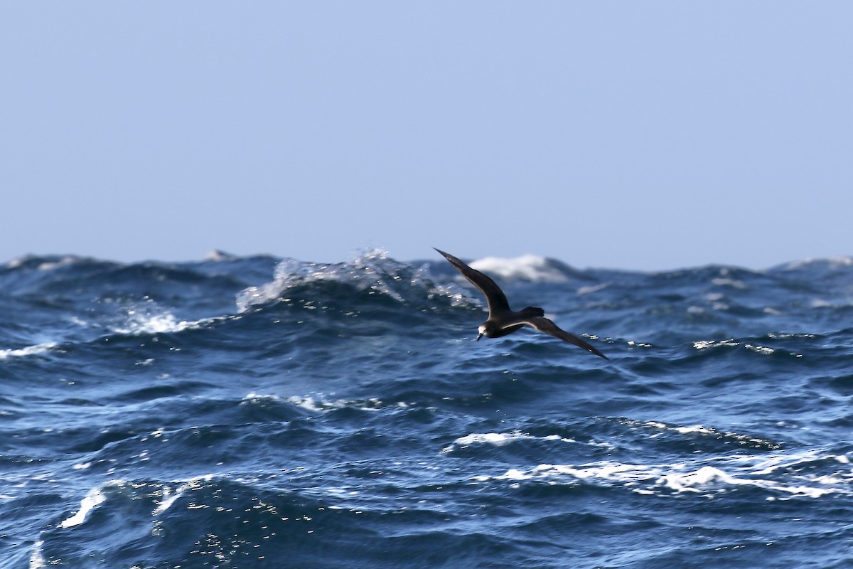 Gray-faced Petrel - ML609878941
