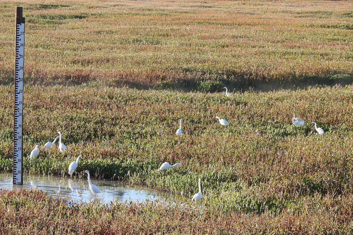 Great Egret - ML609878945