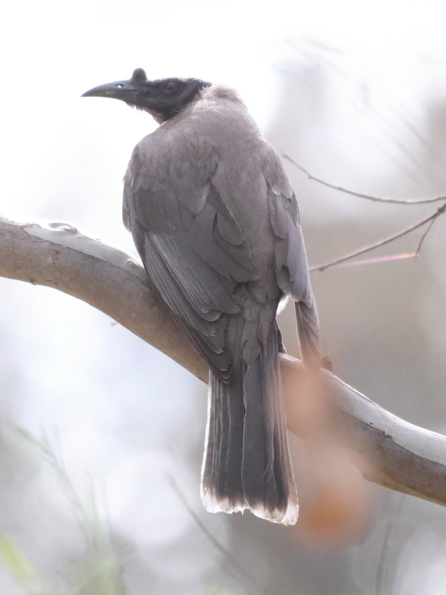 Noisy Friarbird - ML609878984