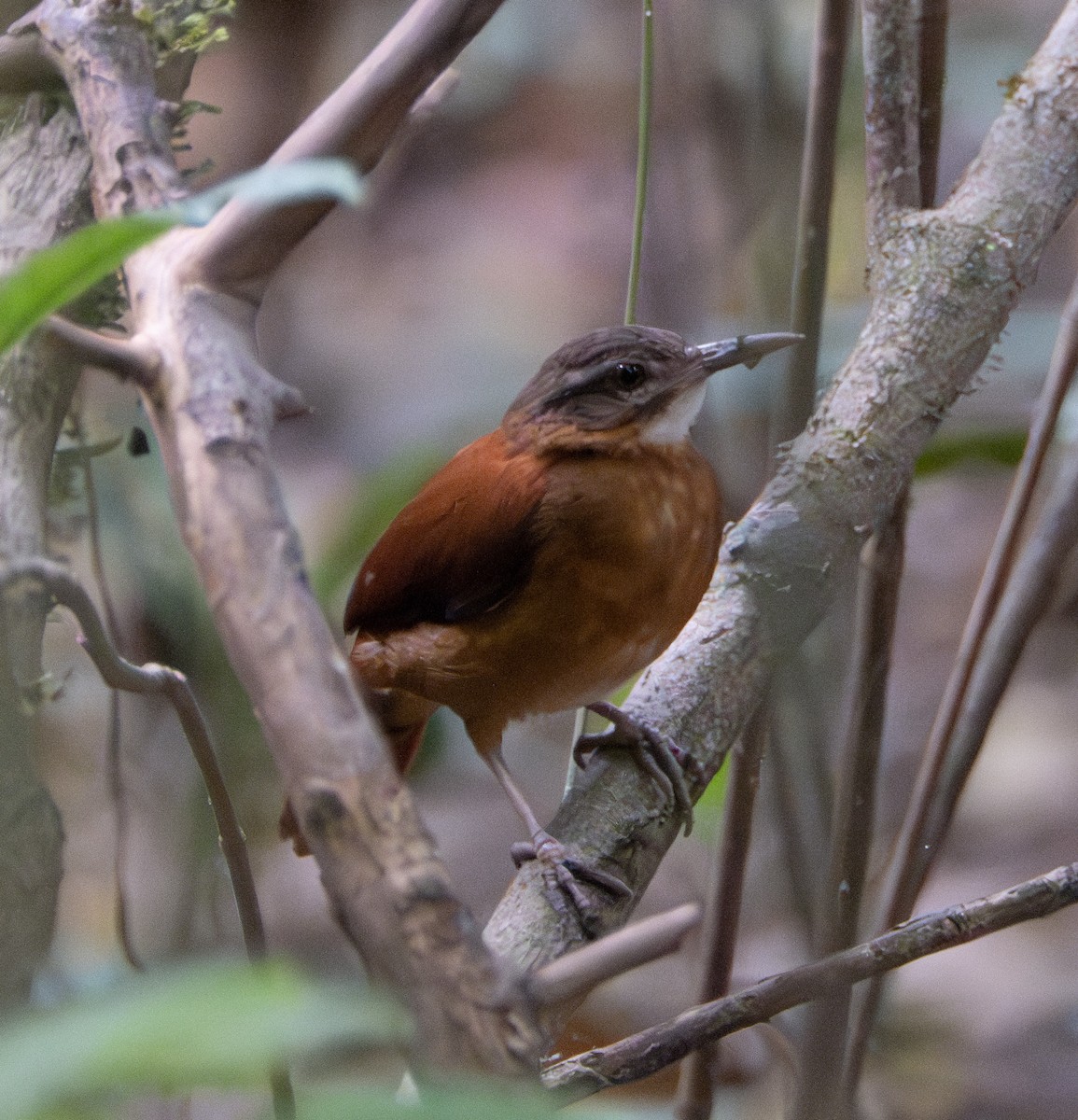 Pale-billed Hornero - Robert Zirl