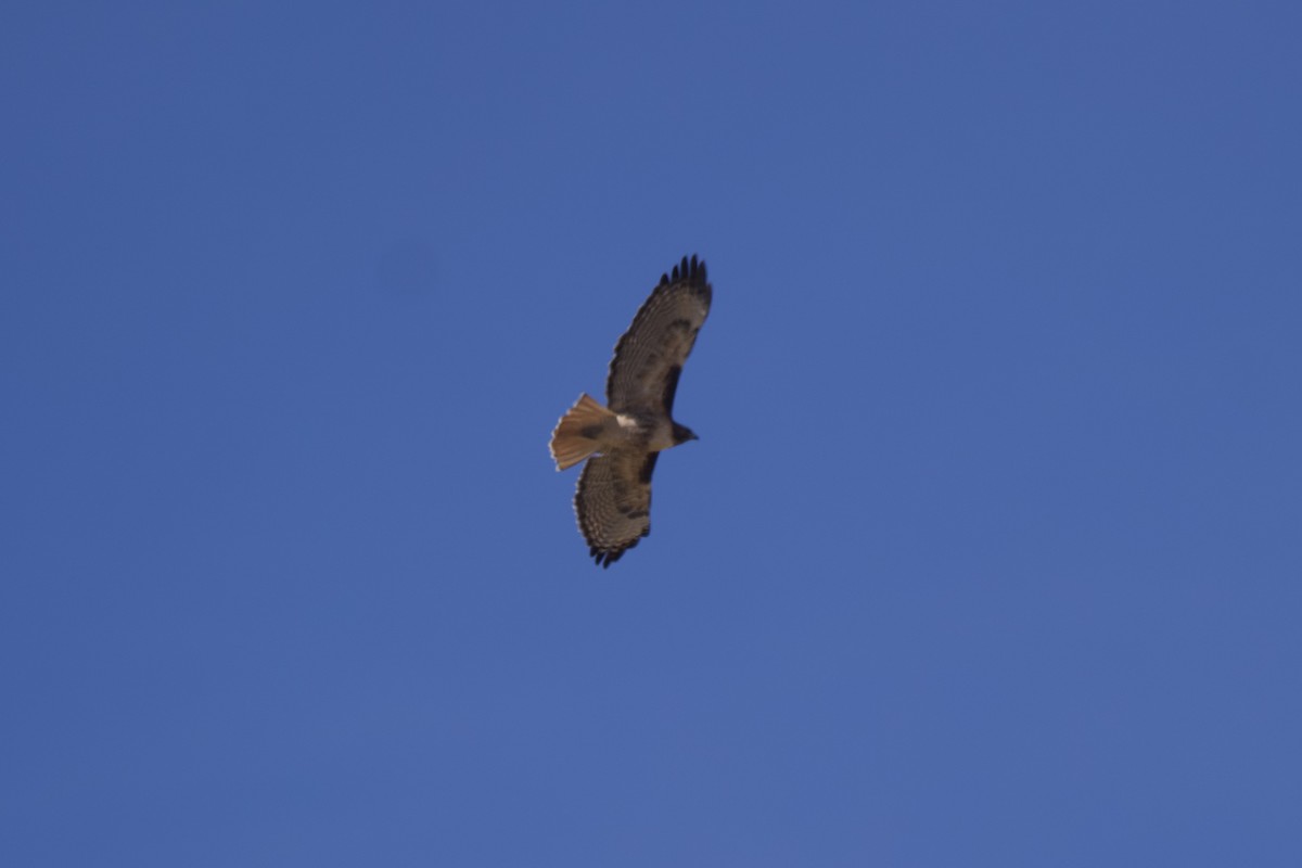 Red-tailed Hawk - Greg Hertler