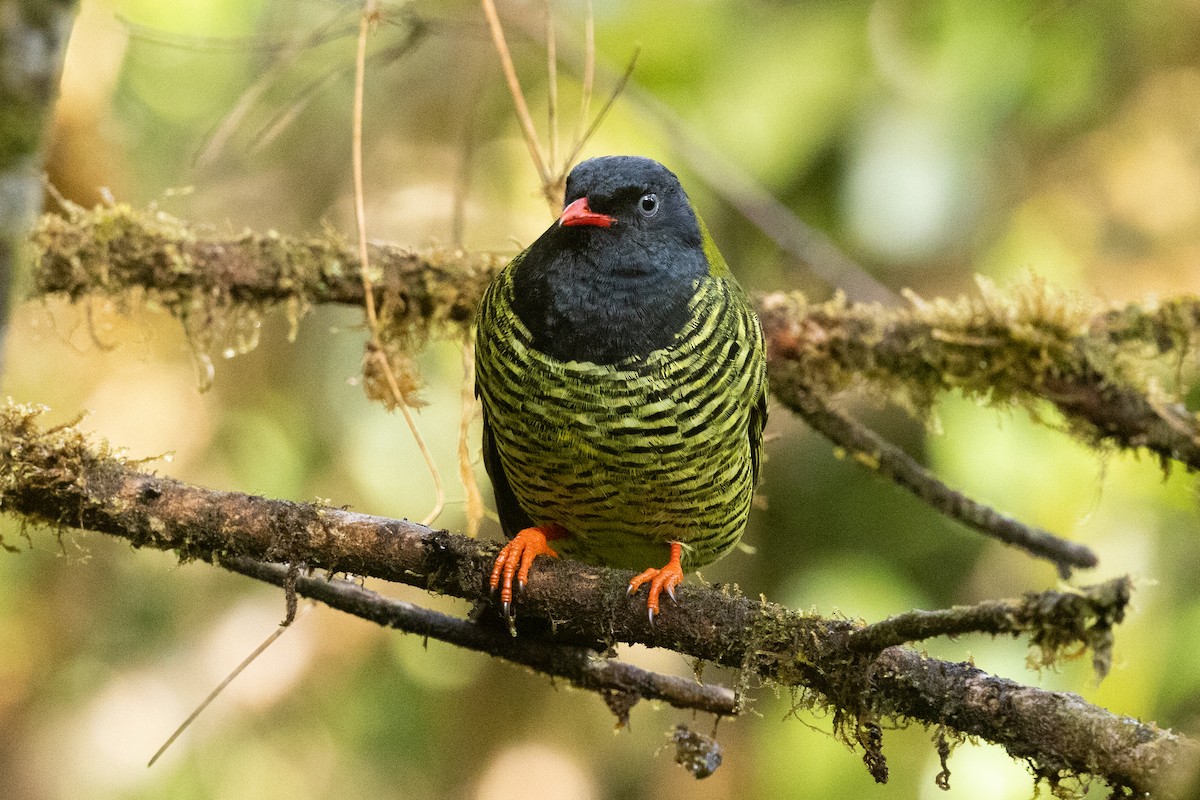 Barred Fruiteater - Nige Hartley