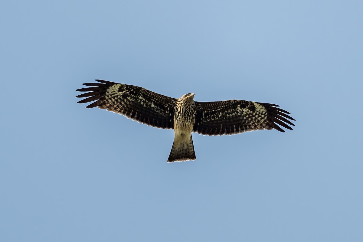 Black Kite - Yifei Zheng