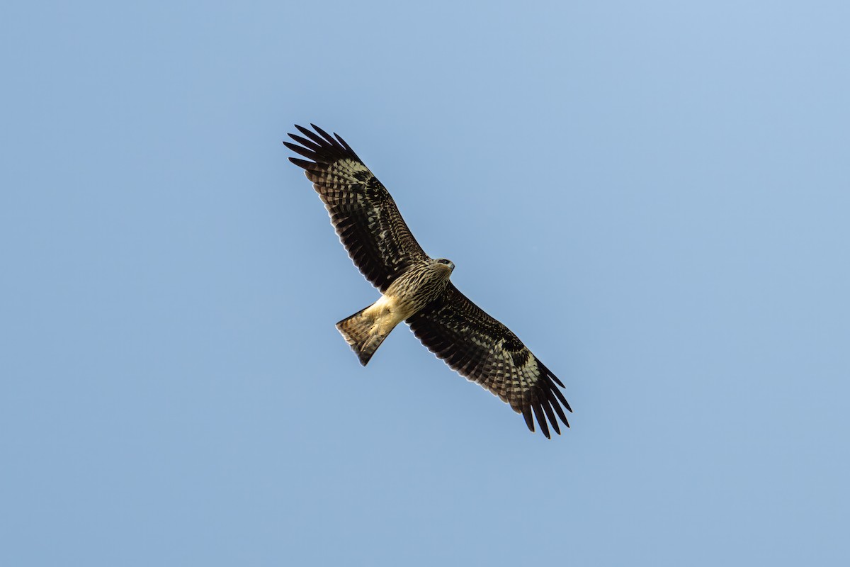 Black Kite - Yifei Zheng