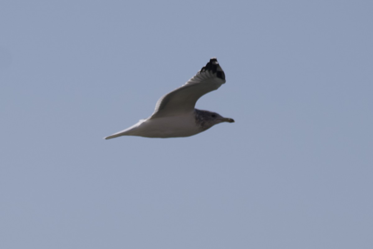 California Gull - Greg Hertler