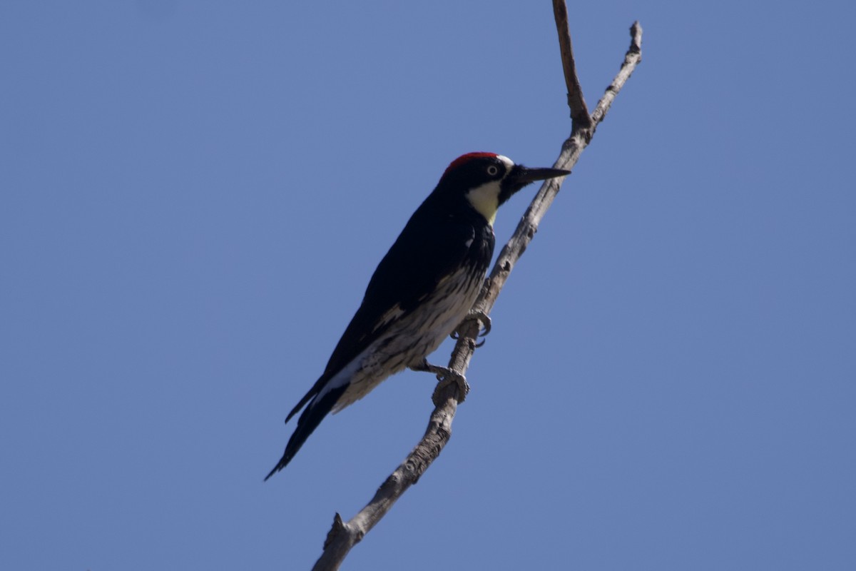Acorn Woodpecker - ML609879208