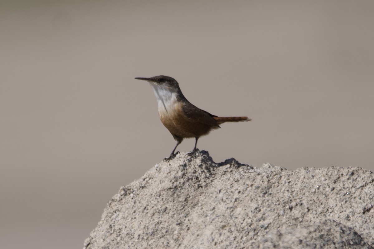 Canyon Wren - ML609879302