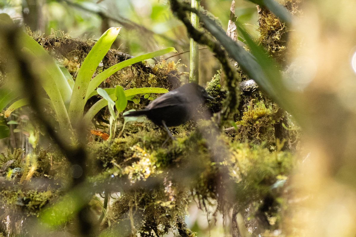 Blackish Tapaculo (Blackish) - Nige Hartley