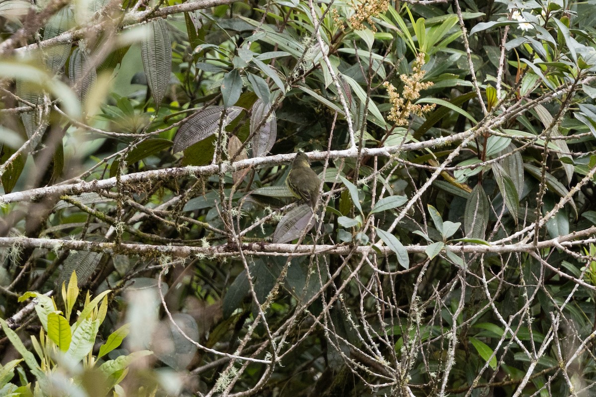 Orange-banded Flycatcher - ML609879340