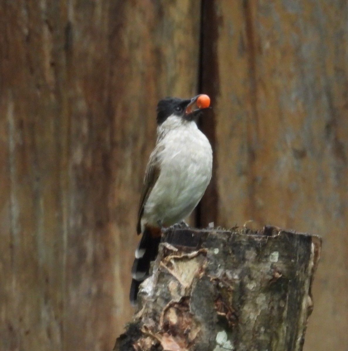 Sooty-headed Bulbul - ML609879365