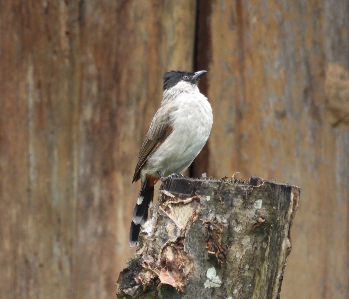 Sooty-headed Bulbul - ML609879366