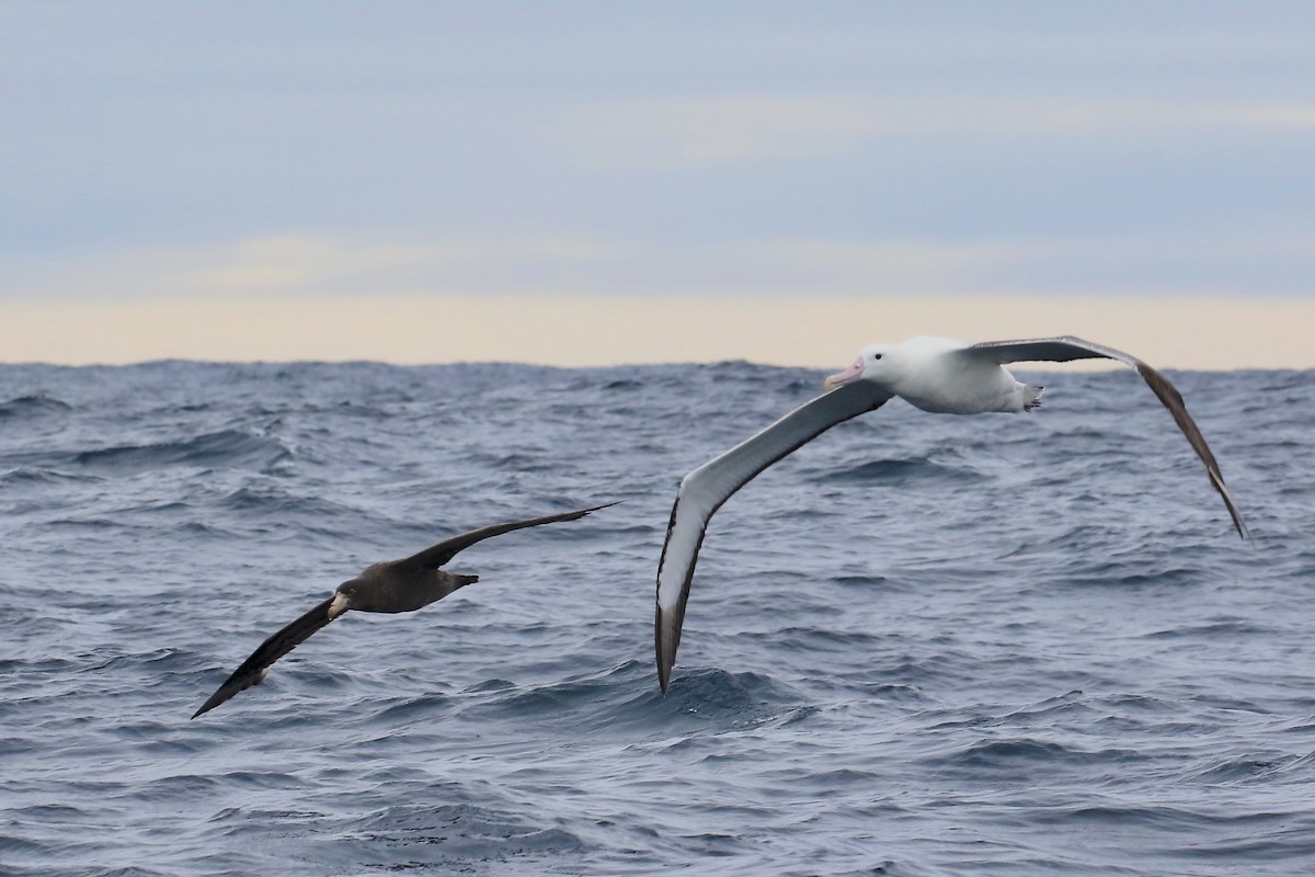 Northern Giant-Petrel - ML609879380