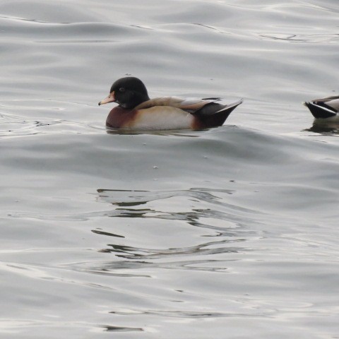 Wood Duck x Mallard (hybrid) - ML609879421