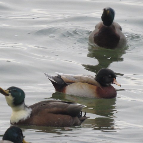 Wood Duck x Mallard (hybrid) - ML609879444