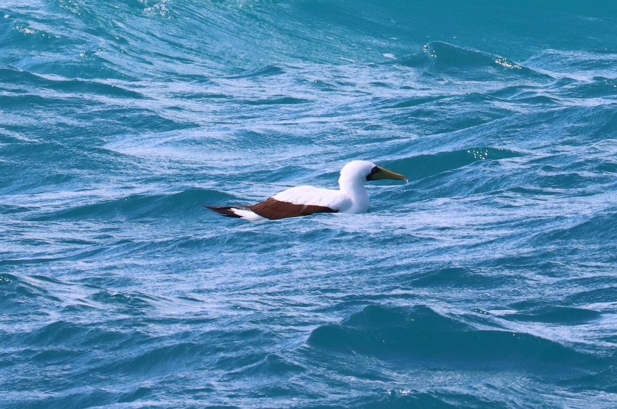 Masked Booby - ML609879468
