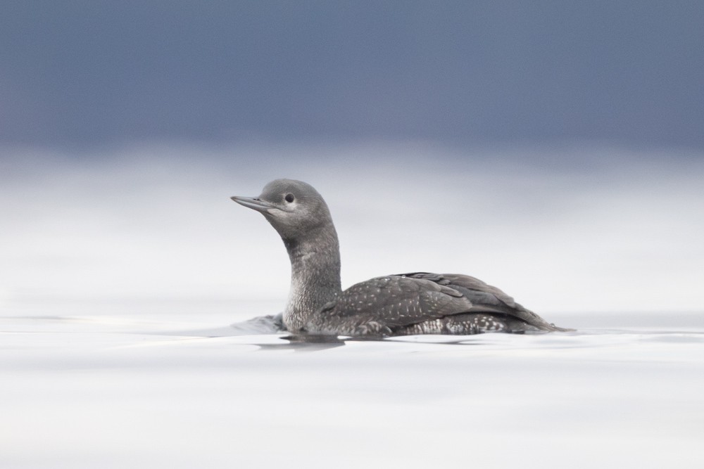 Red-throated Loon - ML609879469