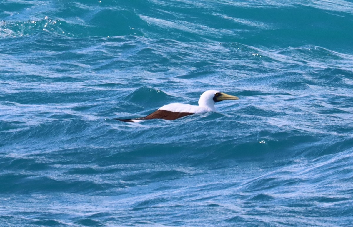 Masked Booby - ML609879474
