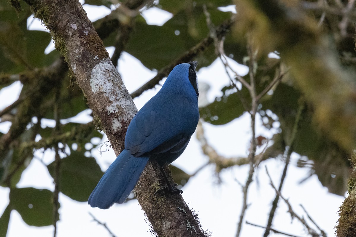 Turquoise Jay - ML609879478