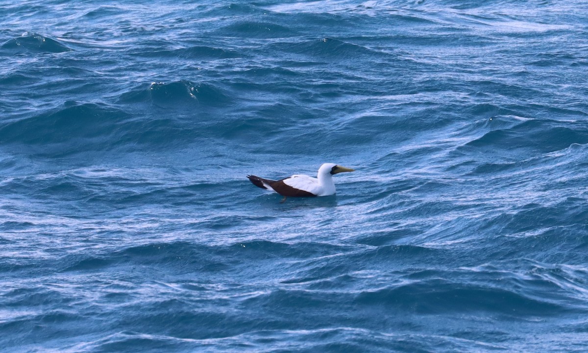 Masked Booby - ML609879481