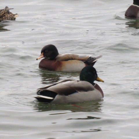 Wood Duck x Mallard (hybrid) - ML609879497