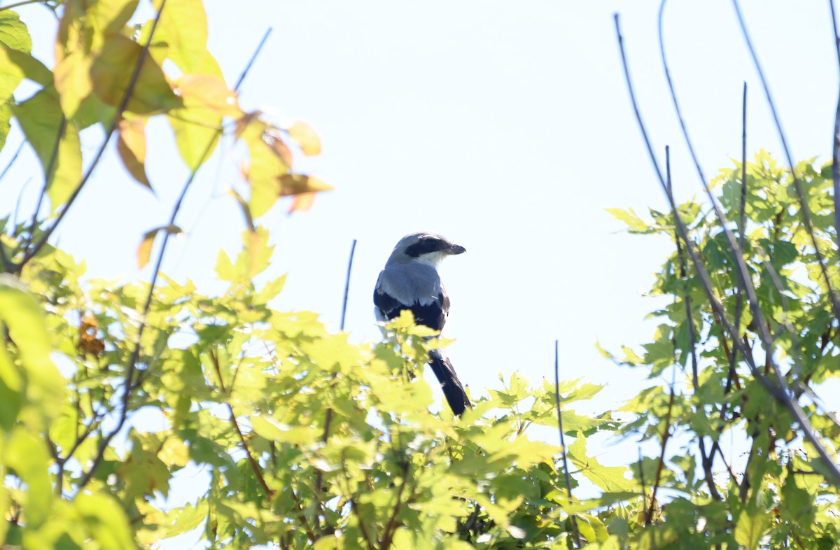 Loggerhead Shrike - ML609879512