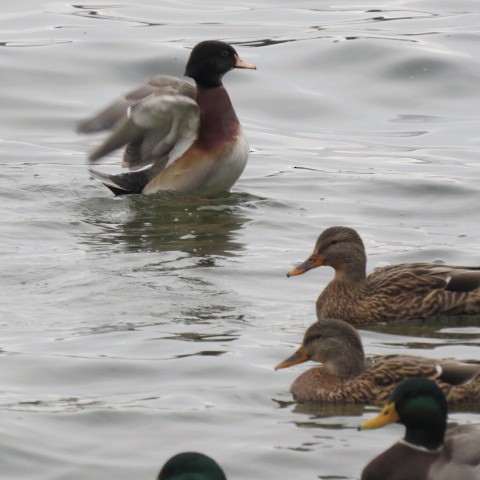 Wood Duck x Mallard (hybrid) - ML609879514