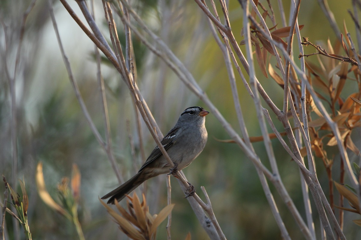 White-crowned Sparrow - ML609879515