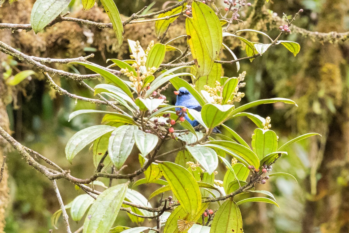 Blue-and-black Tanager (Blue-and-black) - Nige Hartley