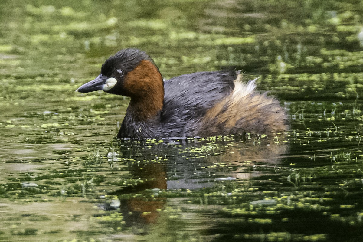 Little Grebe (Little) - David Bishop