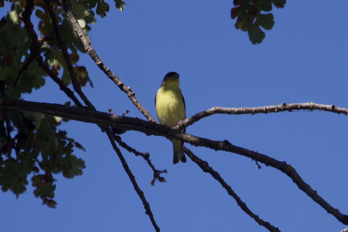 Lesser Goldfinch - ML609879699