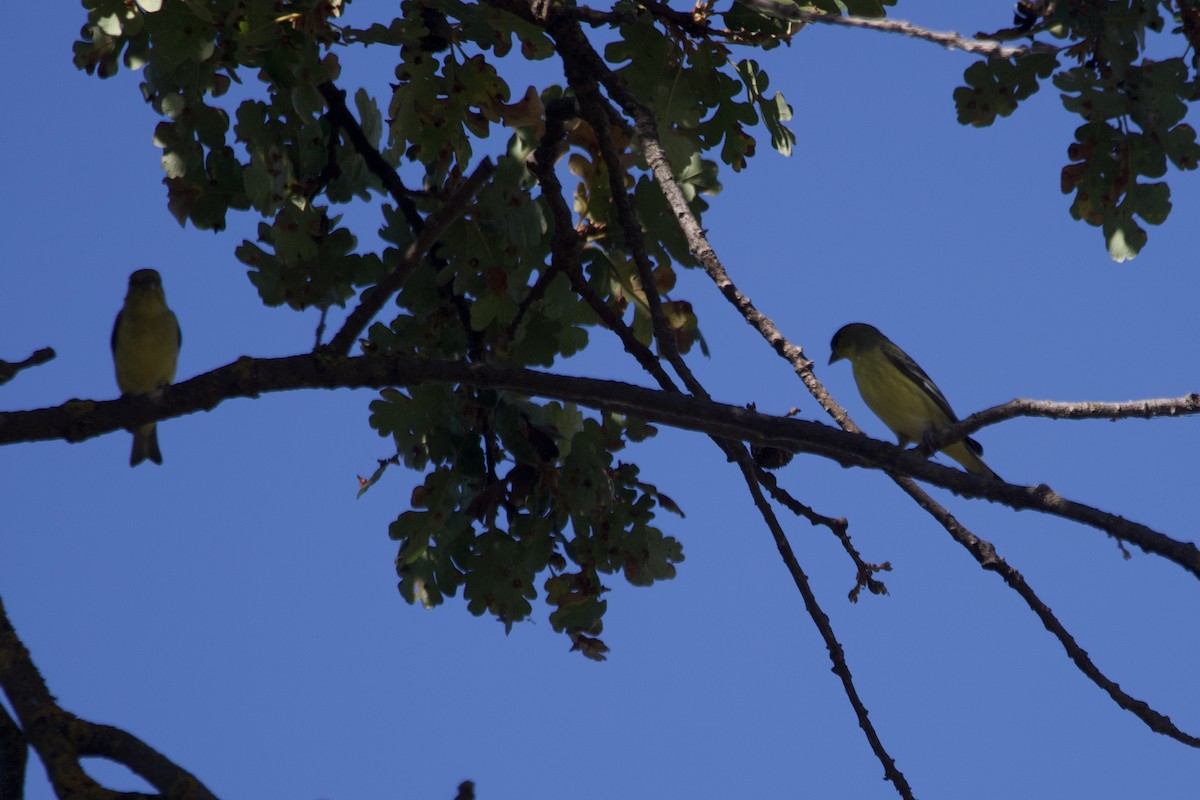 Lesser Goldfinch - ML609879700