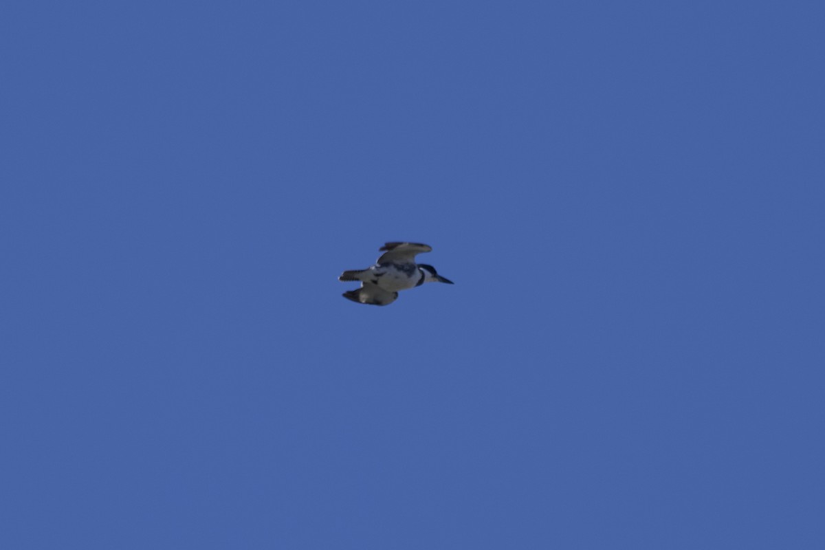 Belted Kingfisher - ML609879808