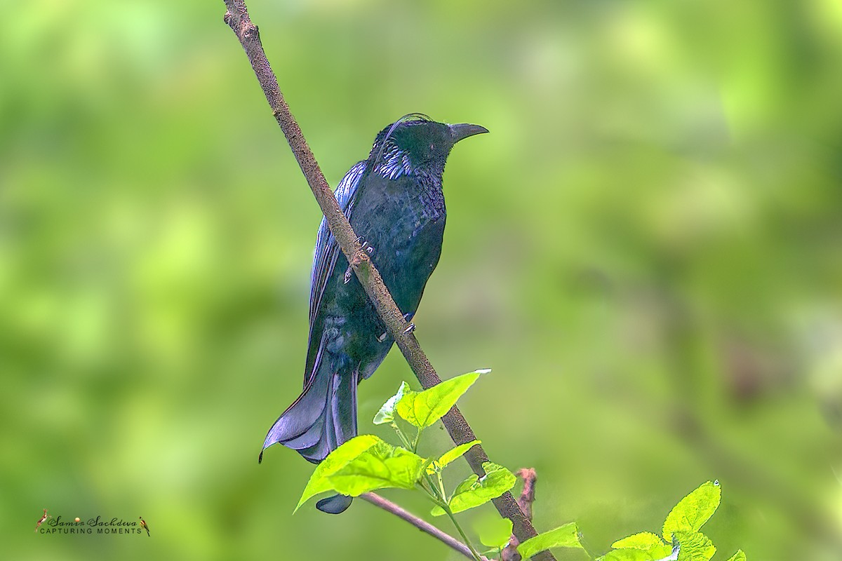 Hair-crested Drongo - ML609879897