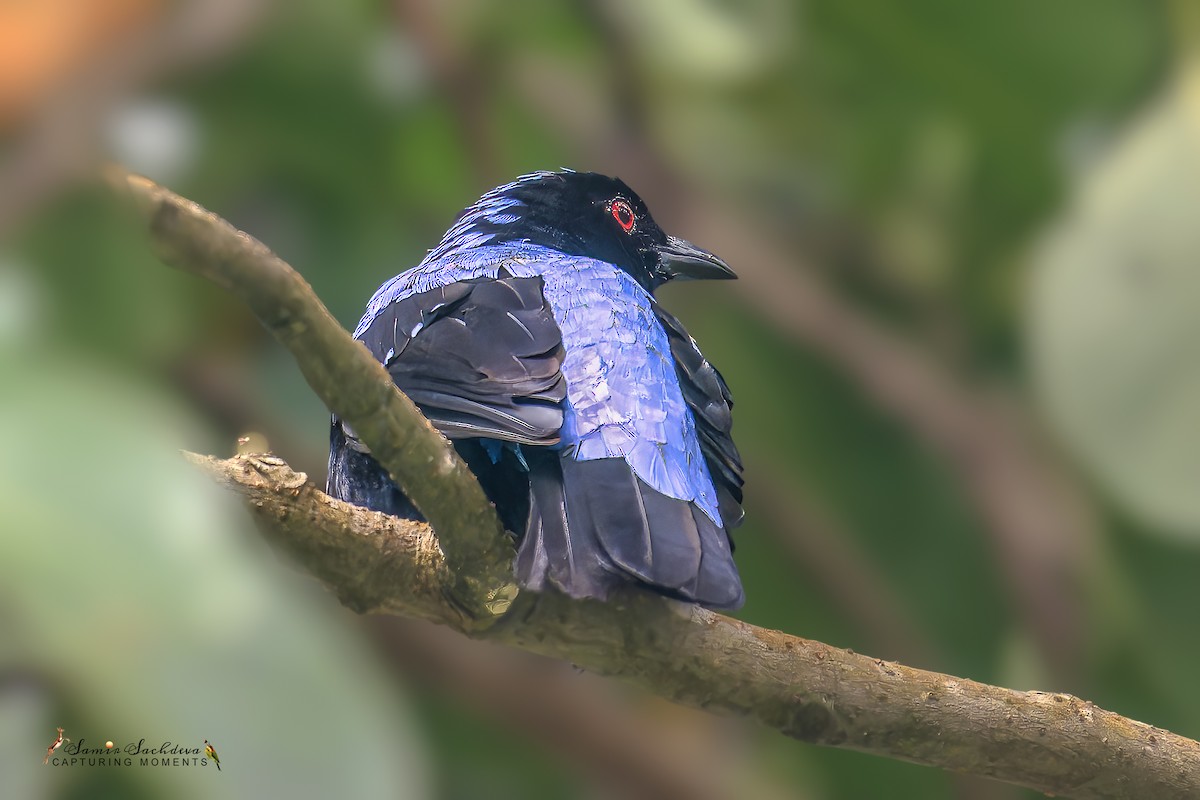 Asian Fairy-bluebird - ML609879901
