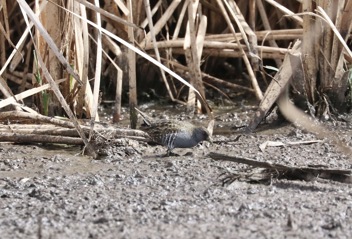 Australian Crake - ML609880103