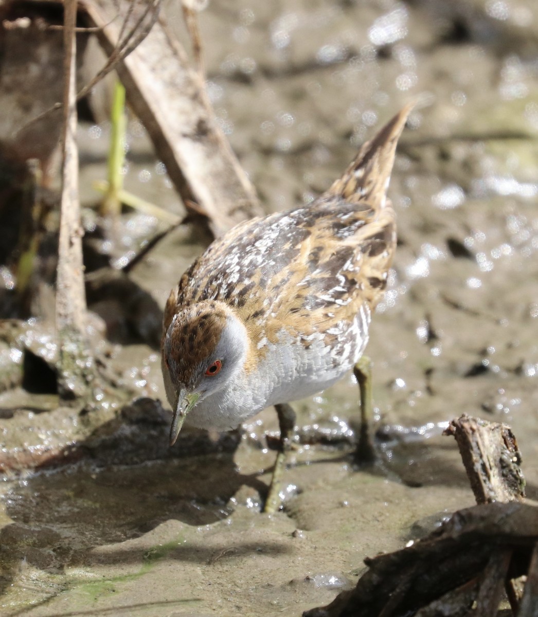 Baillon's Crake - ML609880116