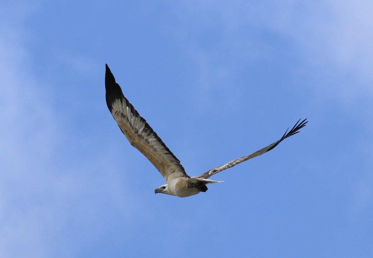 White-bellied Sea-Eagle - ML609880120