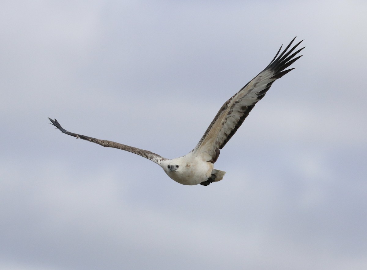 White-bellied Sea-Eagle - ML609880121