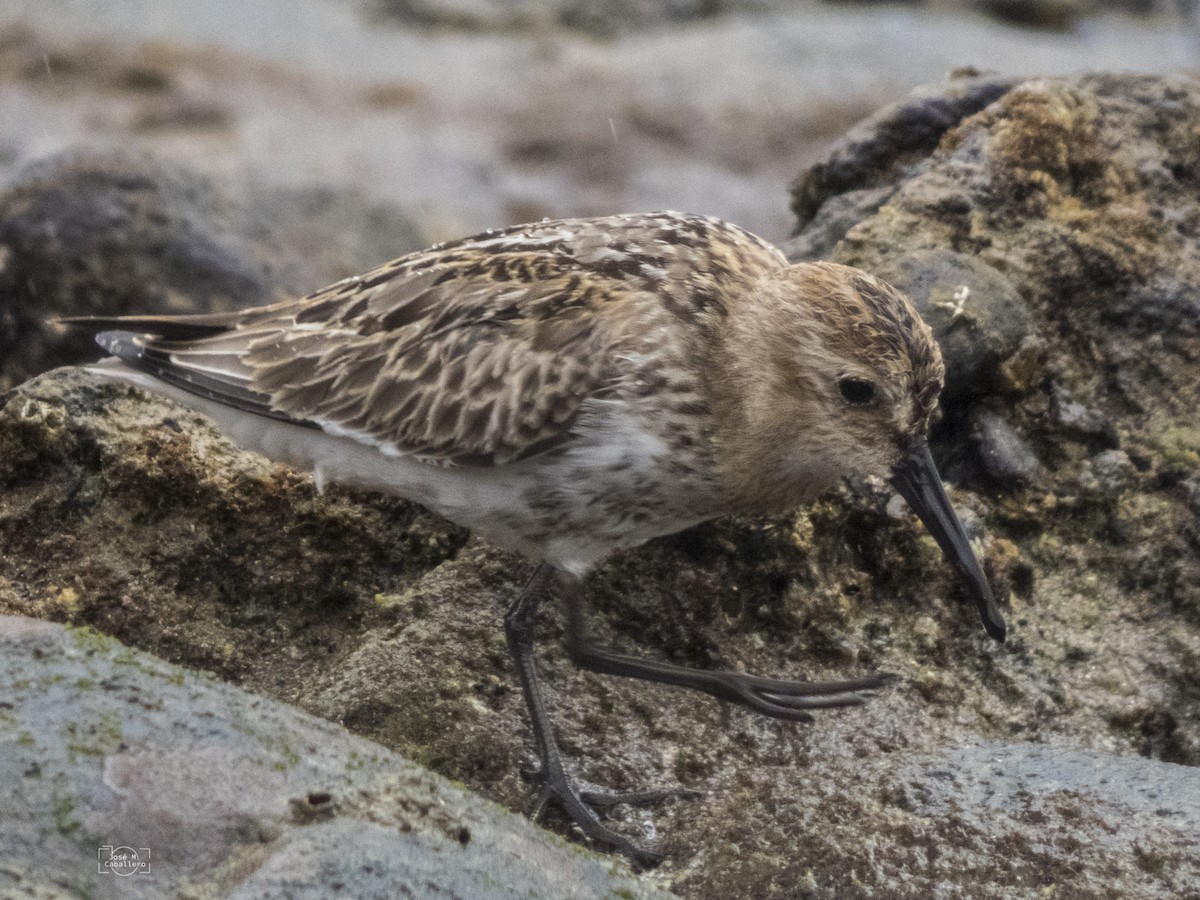 Dunlin - ML609880176