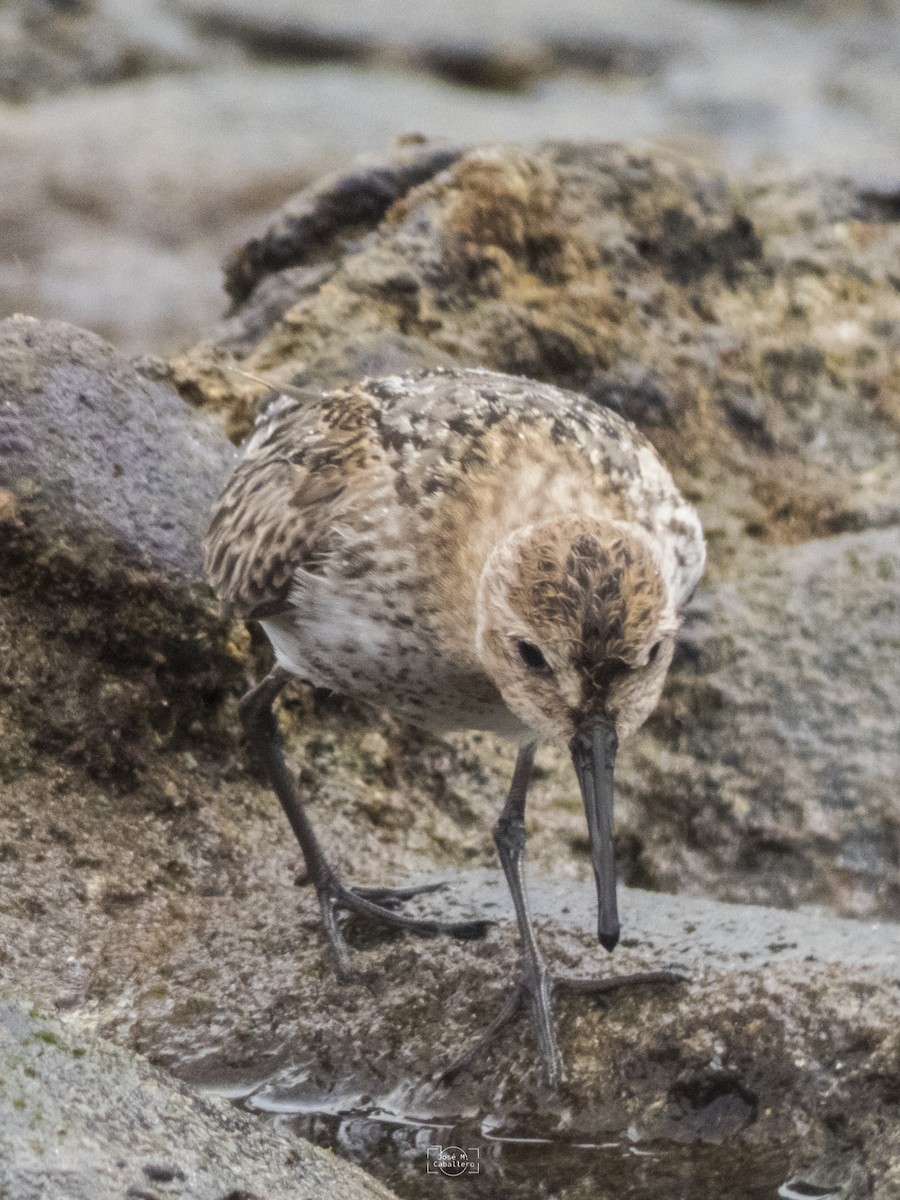 Dunlin - ML609880177