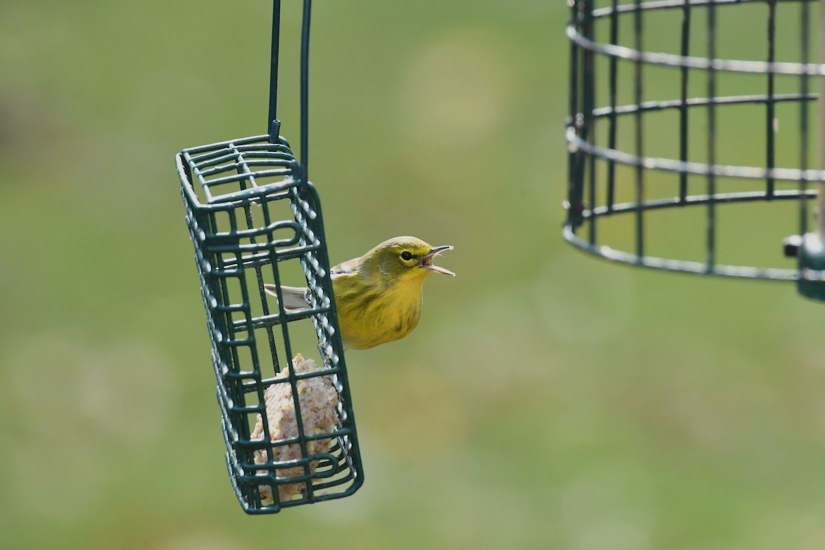 Pine Warbler - Mike Zebehazy