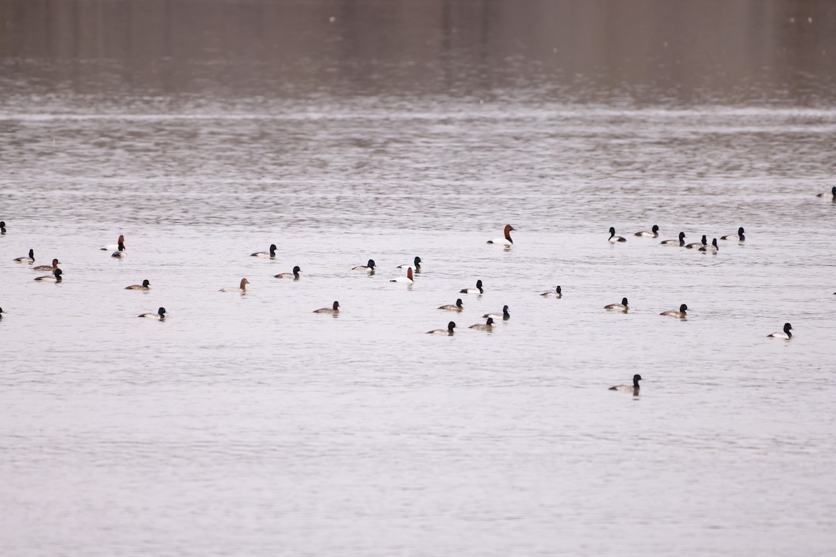 Lesser Scaup - ML609880453