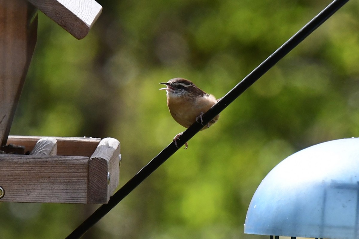 Carolina Wren - ML609880473