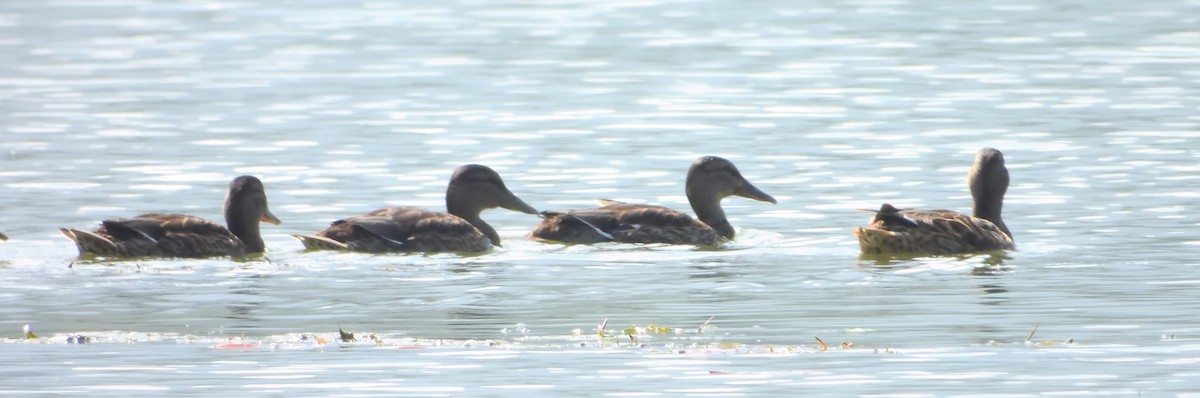 Gadwall - ML609880531