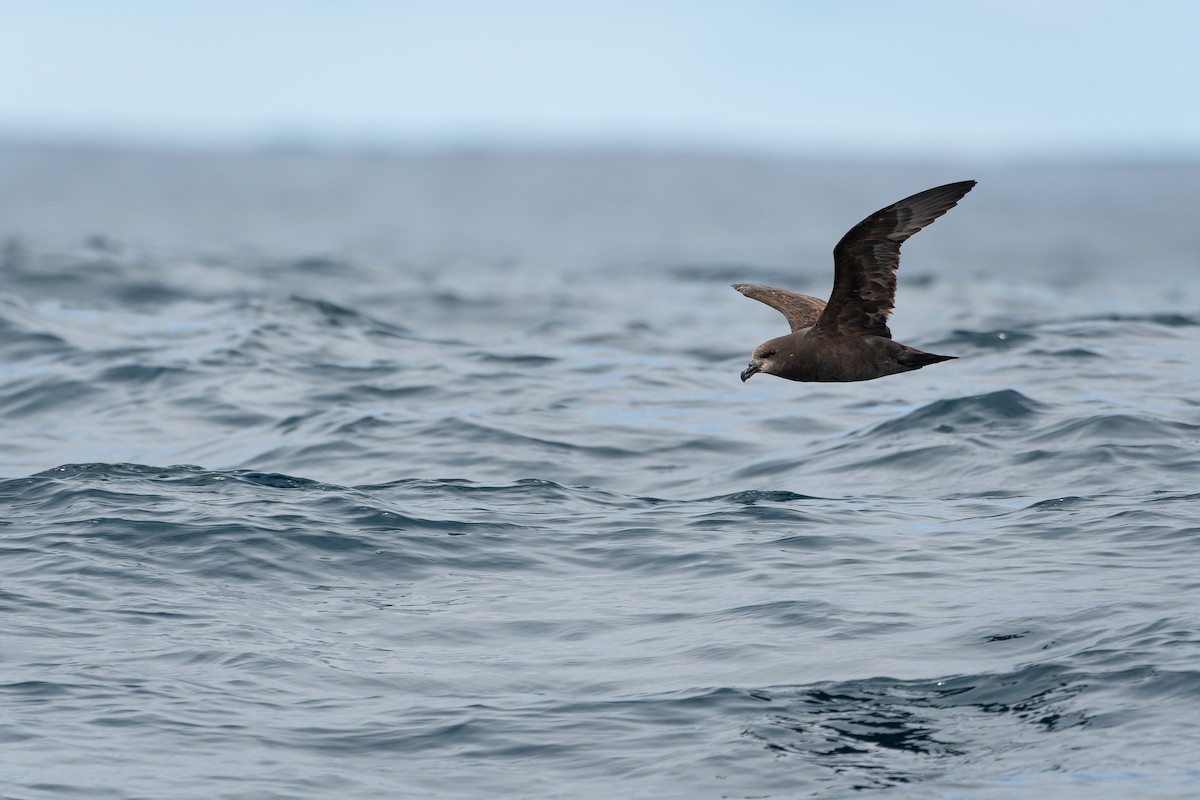 Petrel Carigrís - ML609880741