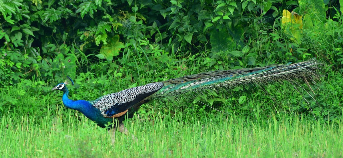 Indian Peafowl - Arun Prabhu