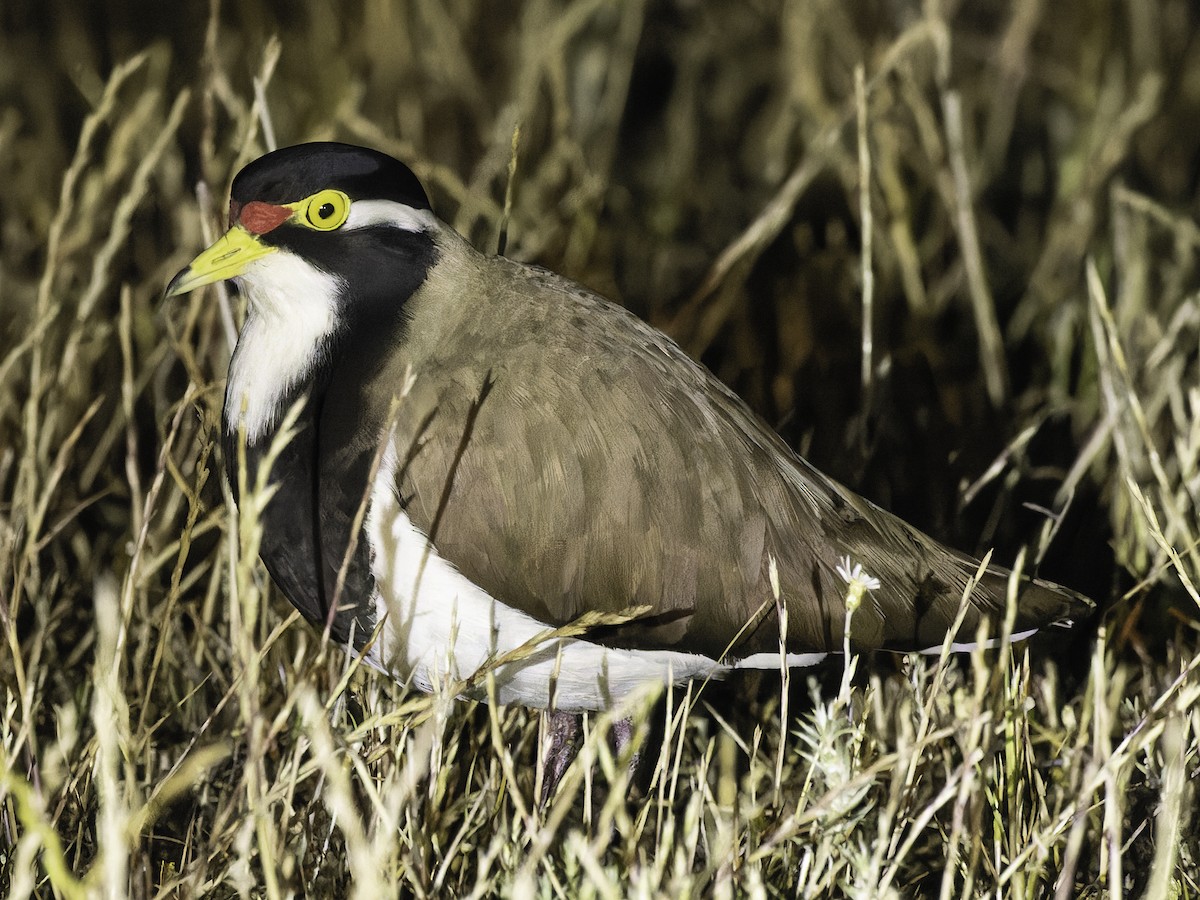 Banded Lapwing - ML609881082