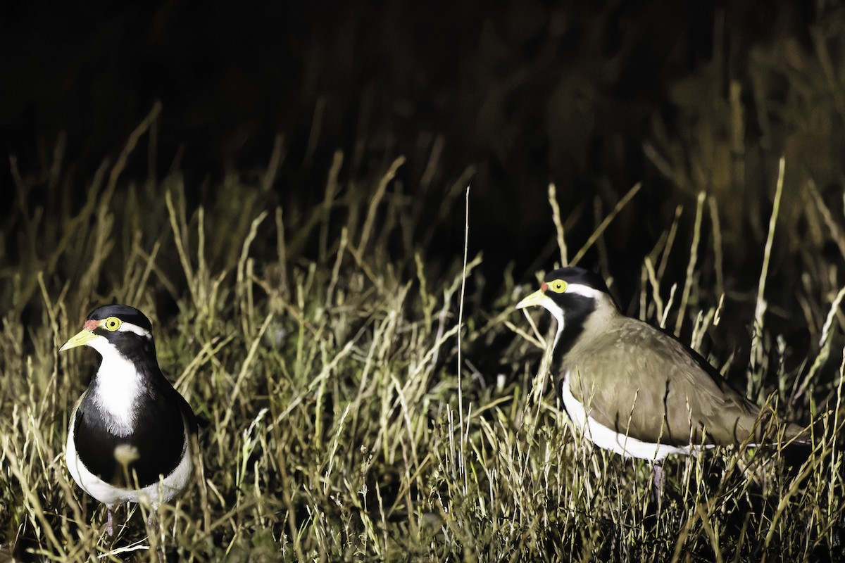 Banded Lapwing - ML609881083